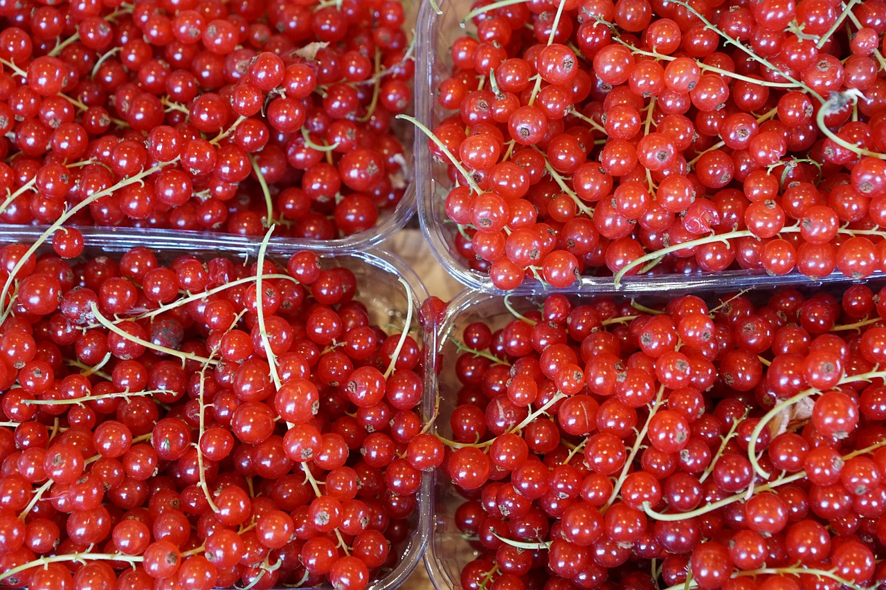 currants eat berries free photo
