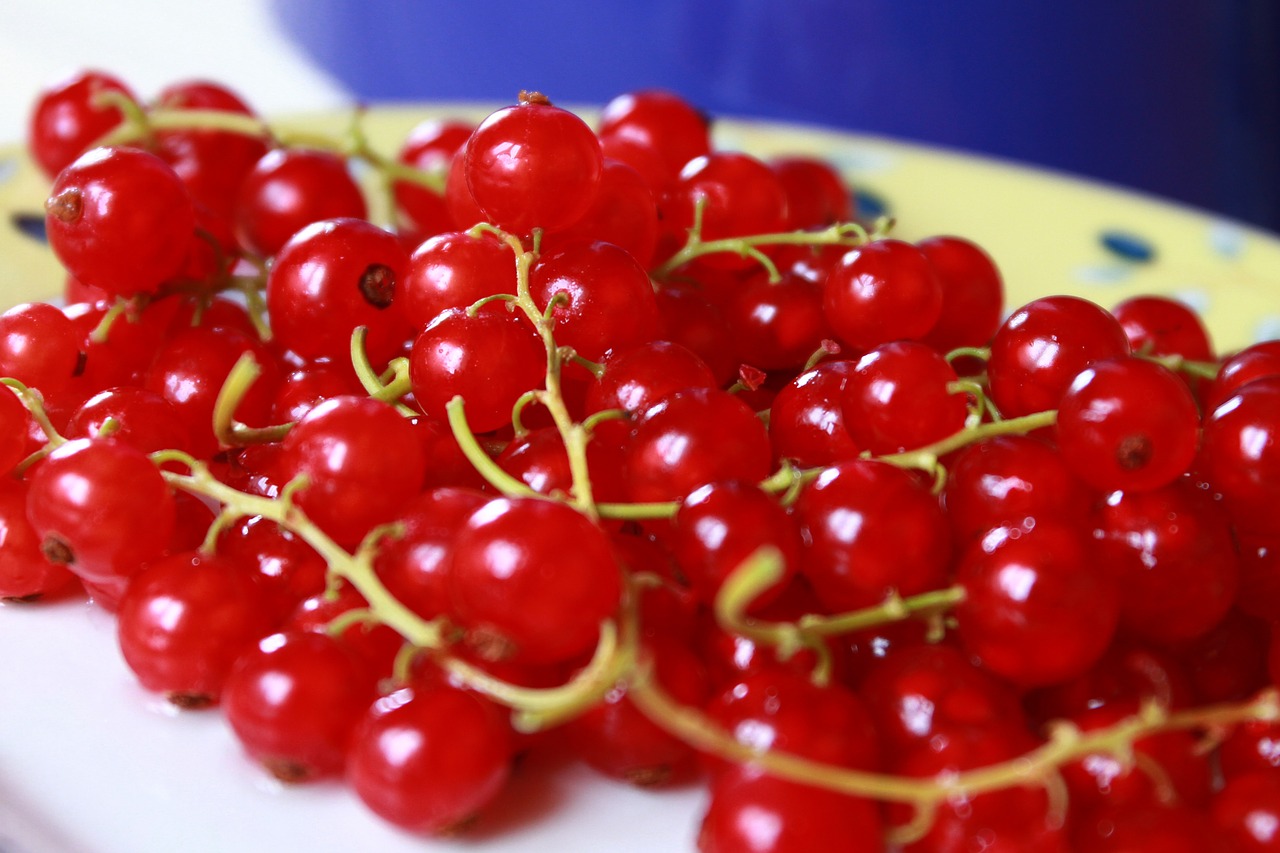 currants fruit red free photo