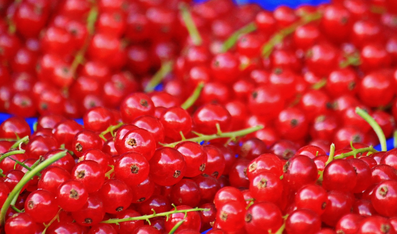 currants red currants fruit free photo