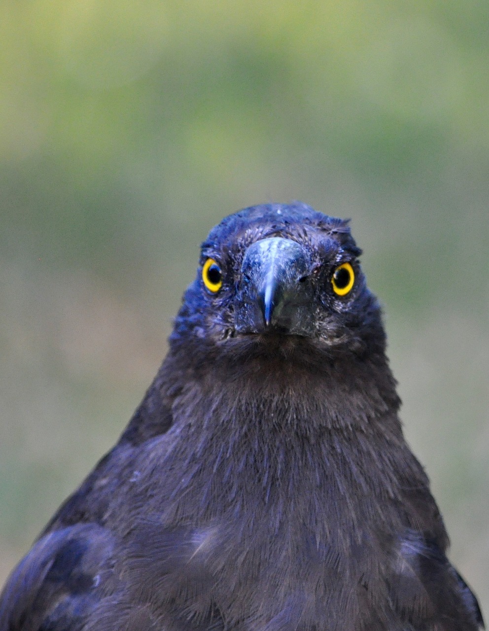 currawong bird australia free photo