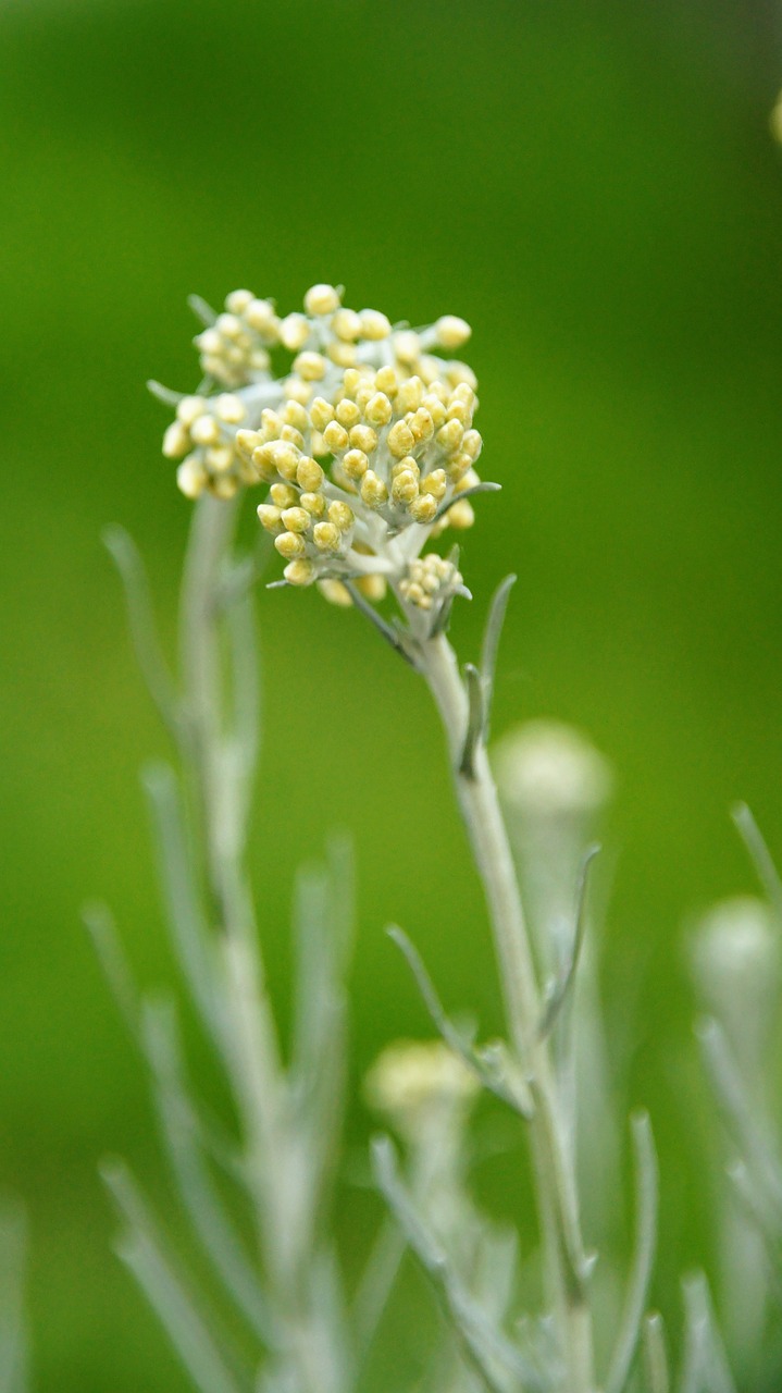 curried cabbage  plant  close up free photo