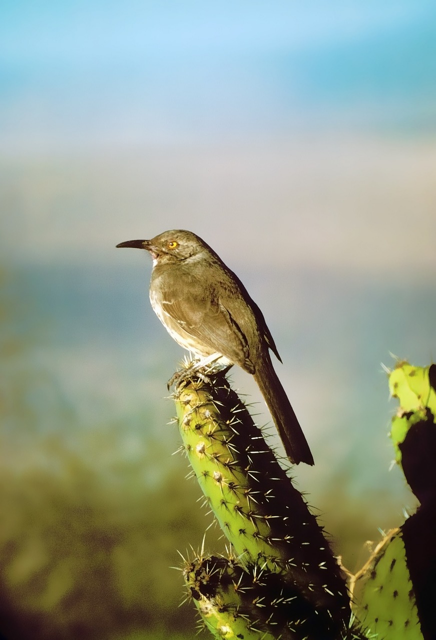 curve billed thrasher bird perched free photo