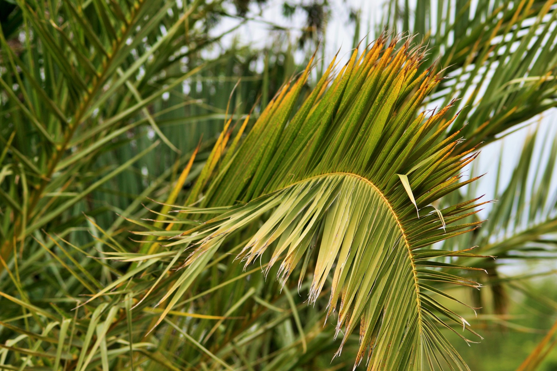 palm leaf frayed free photo