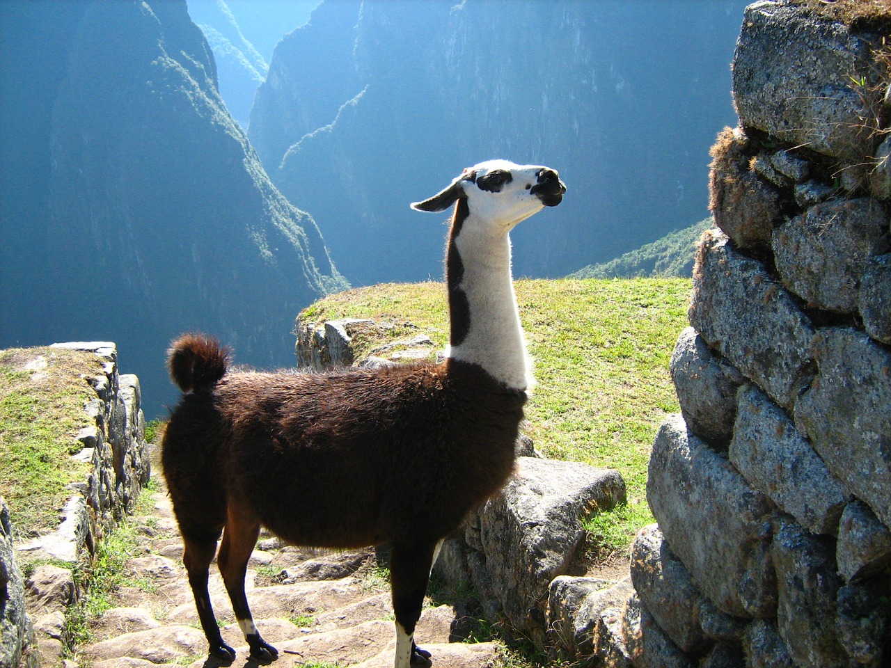 cusco machu picchu flame free photo