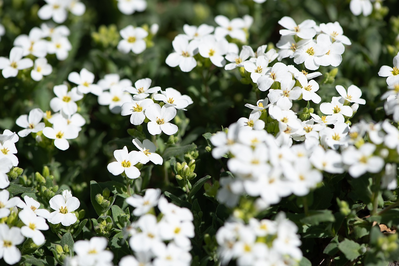 cushion flower  white  flowers free photo