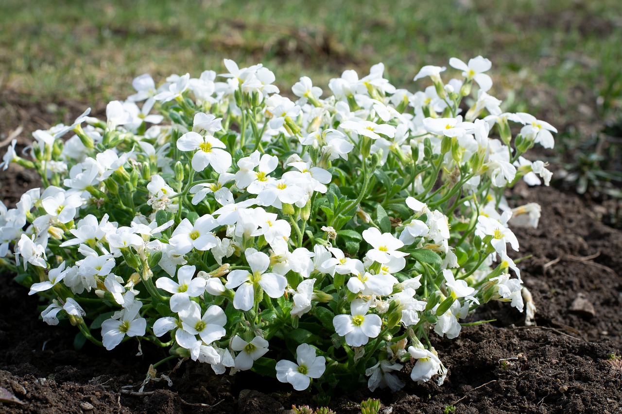 cushion flower  white  garden free photo