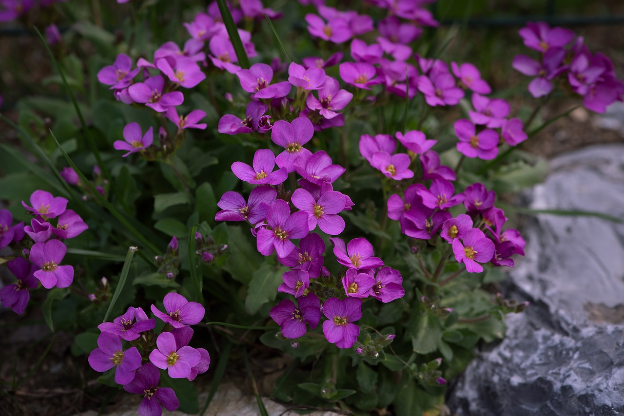 cushion flowers flowers plant free photo