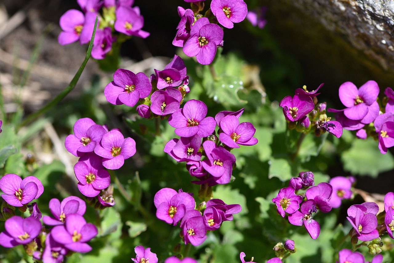 cushion flowers pink flowers free photo