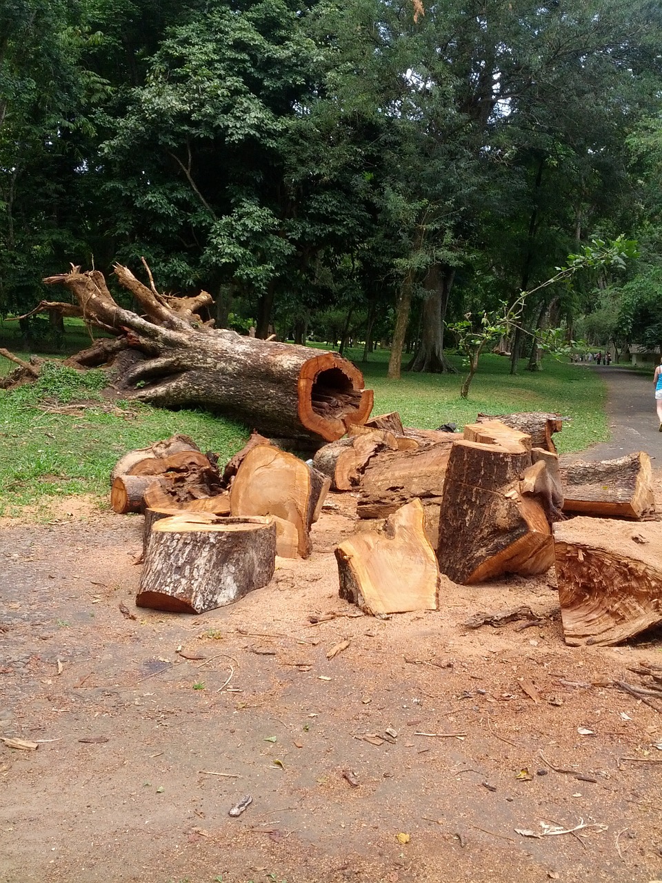cut tree wooden free photo