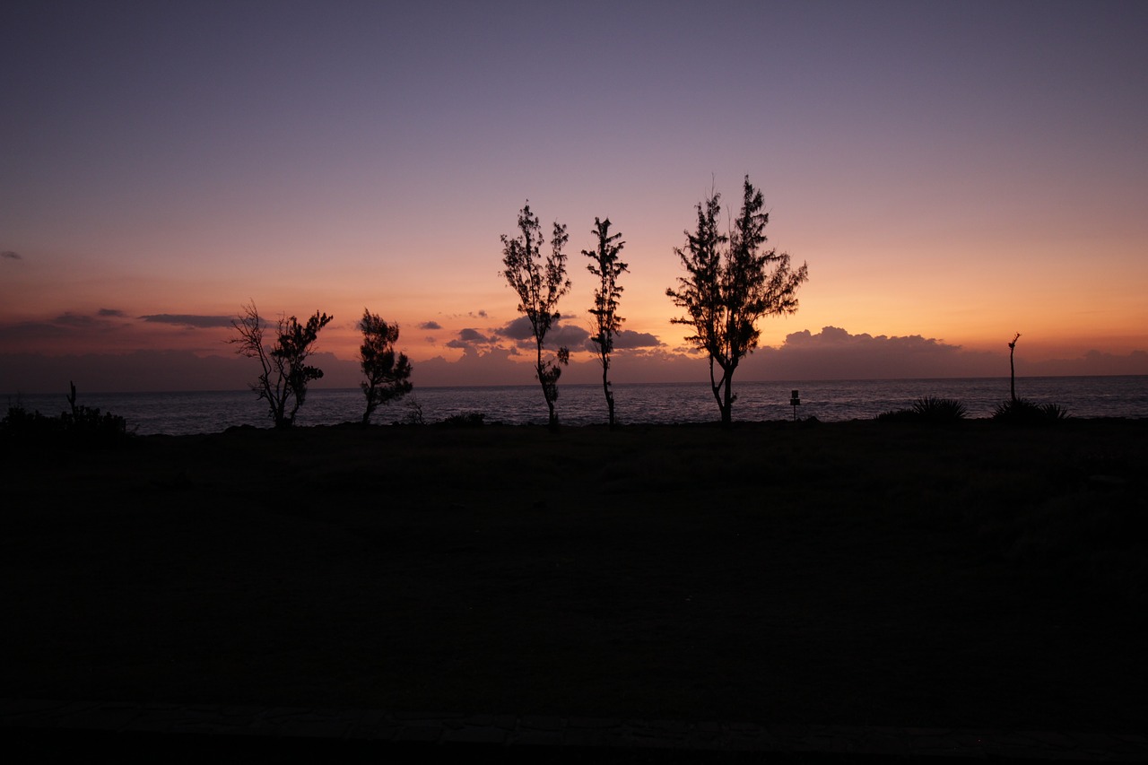 cut sunset tree free photo