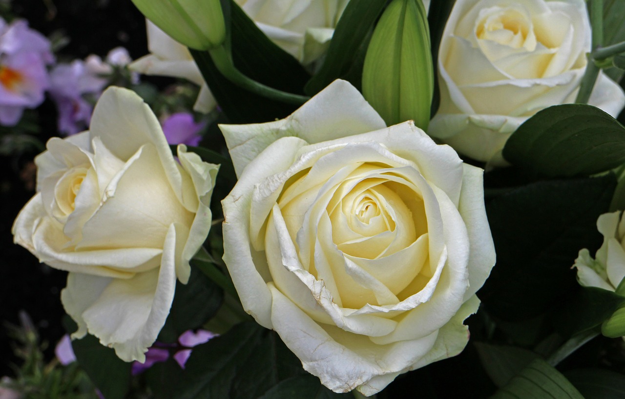 cut flowers white flowers flowers free photo