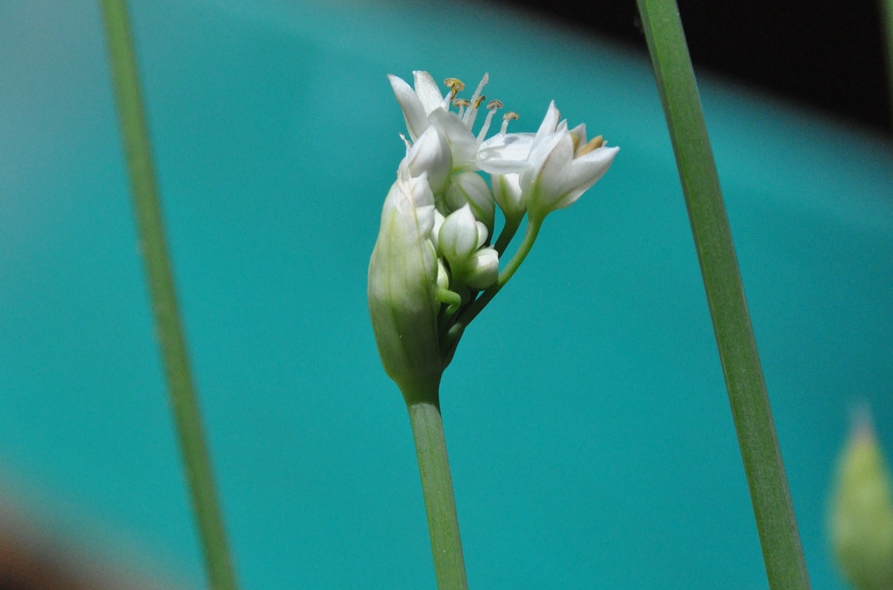 cut garlic blossom bloom free photo