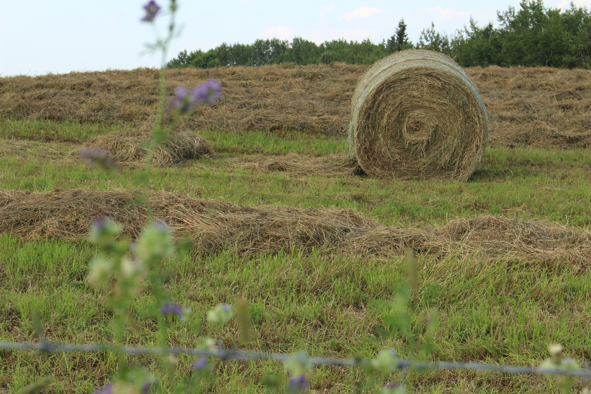 cut hay bale free photo