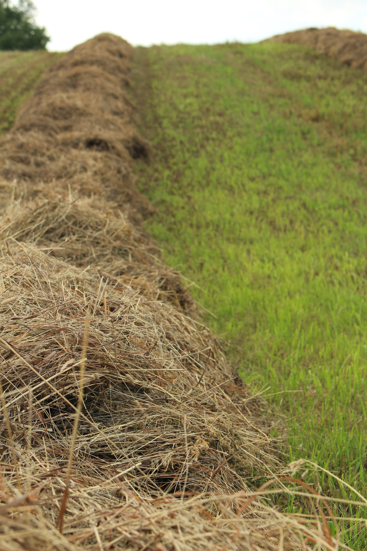 cut hay crop free photo