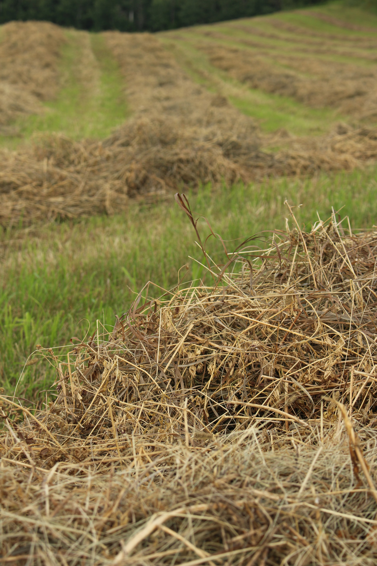 cut hay crop free photo