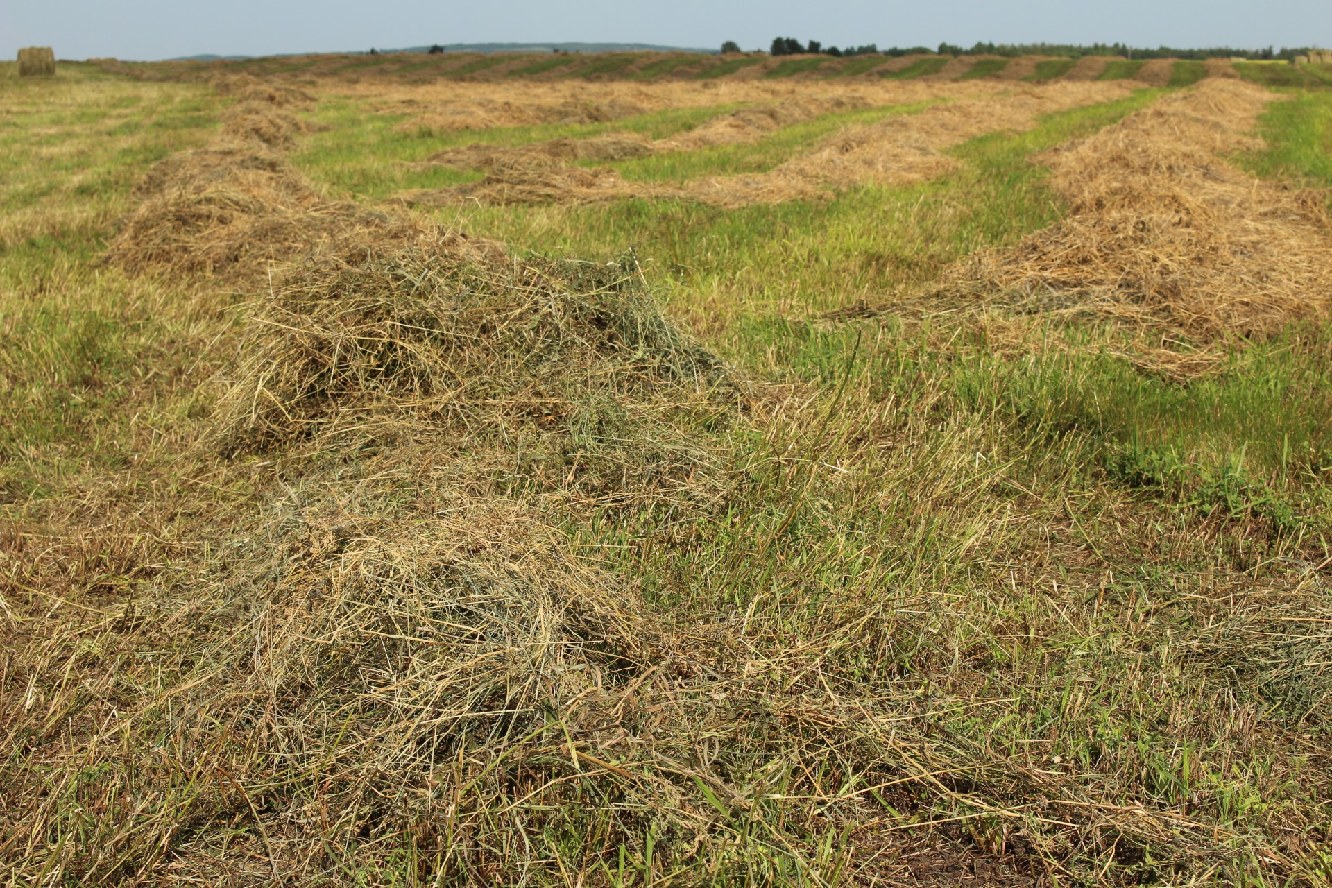 cut hay crop free photo