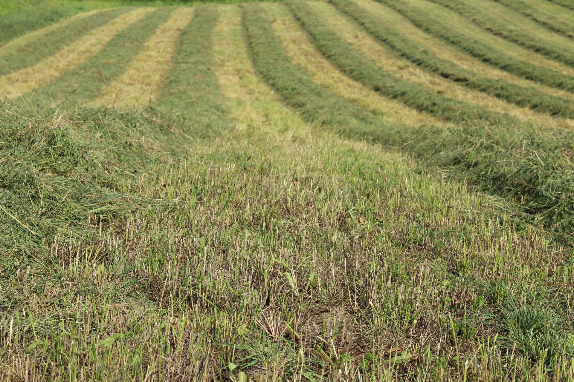 cut hay crop free photo