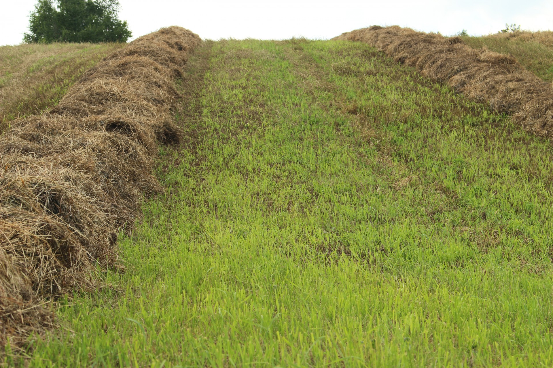 cut hay crop free photo