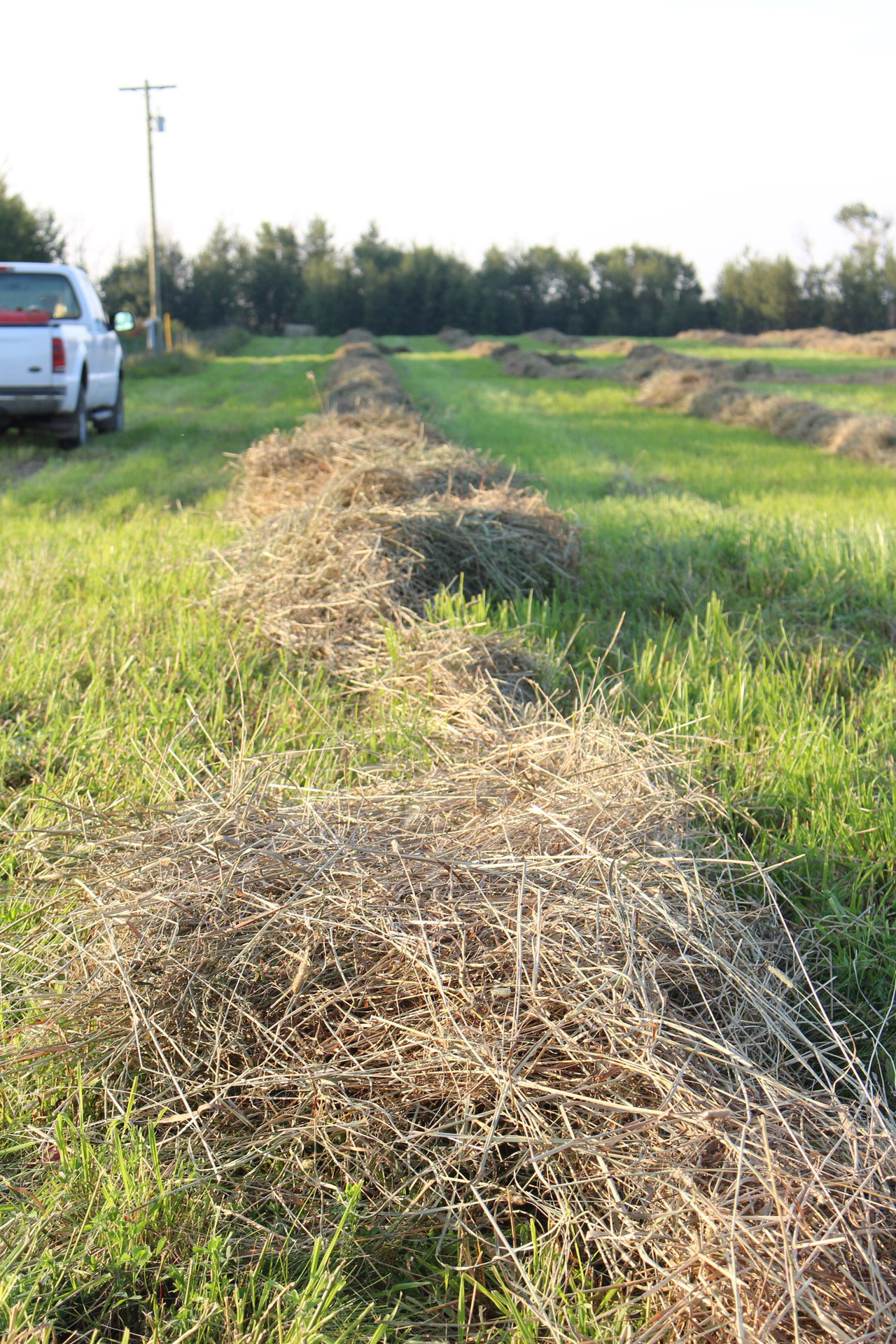 cut hay crop free photo