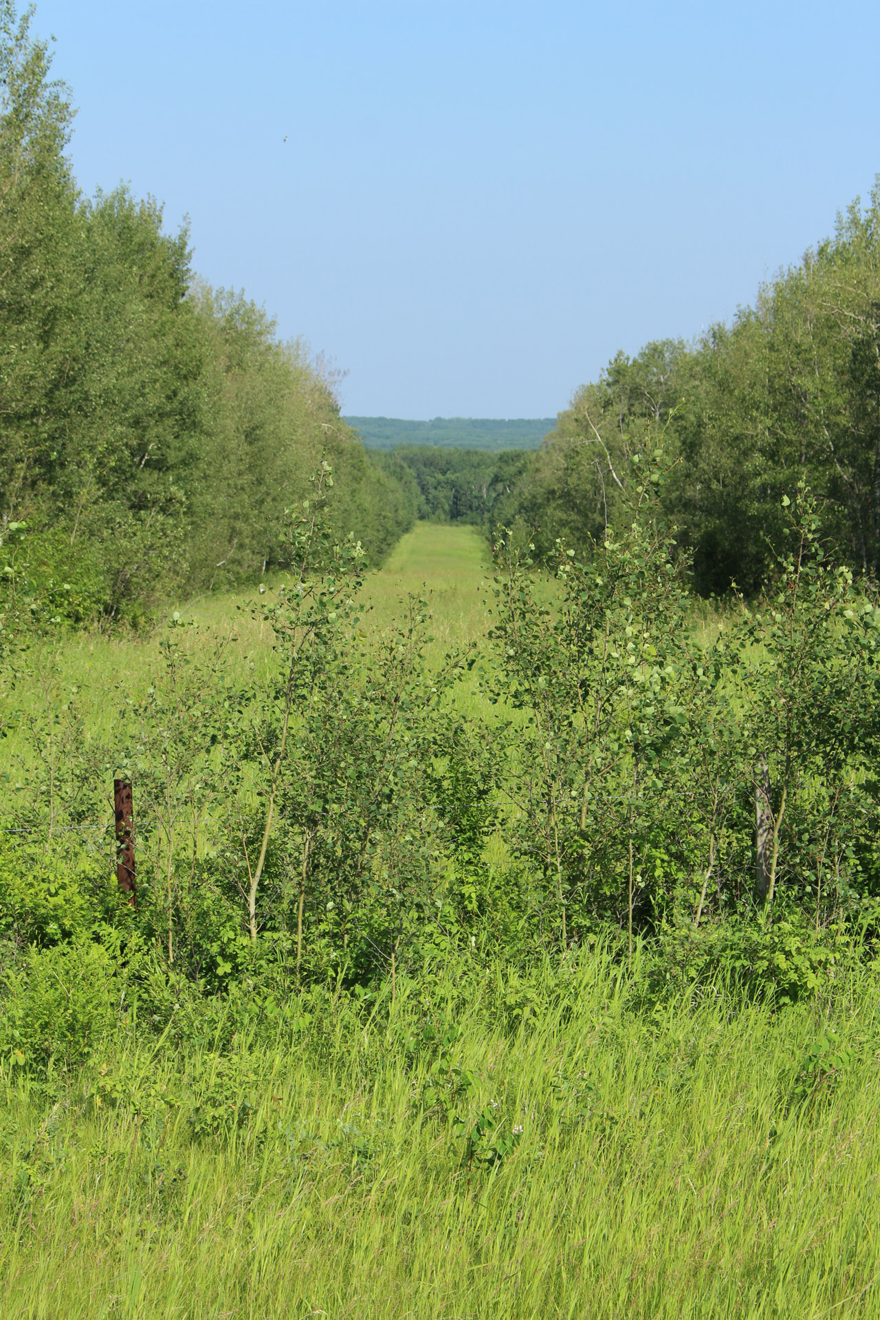 cut line bush free photo