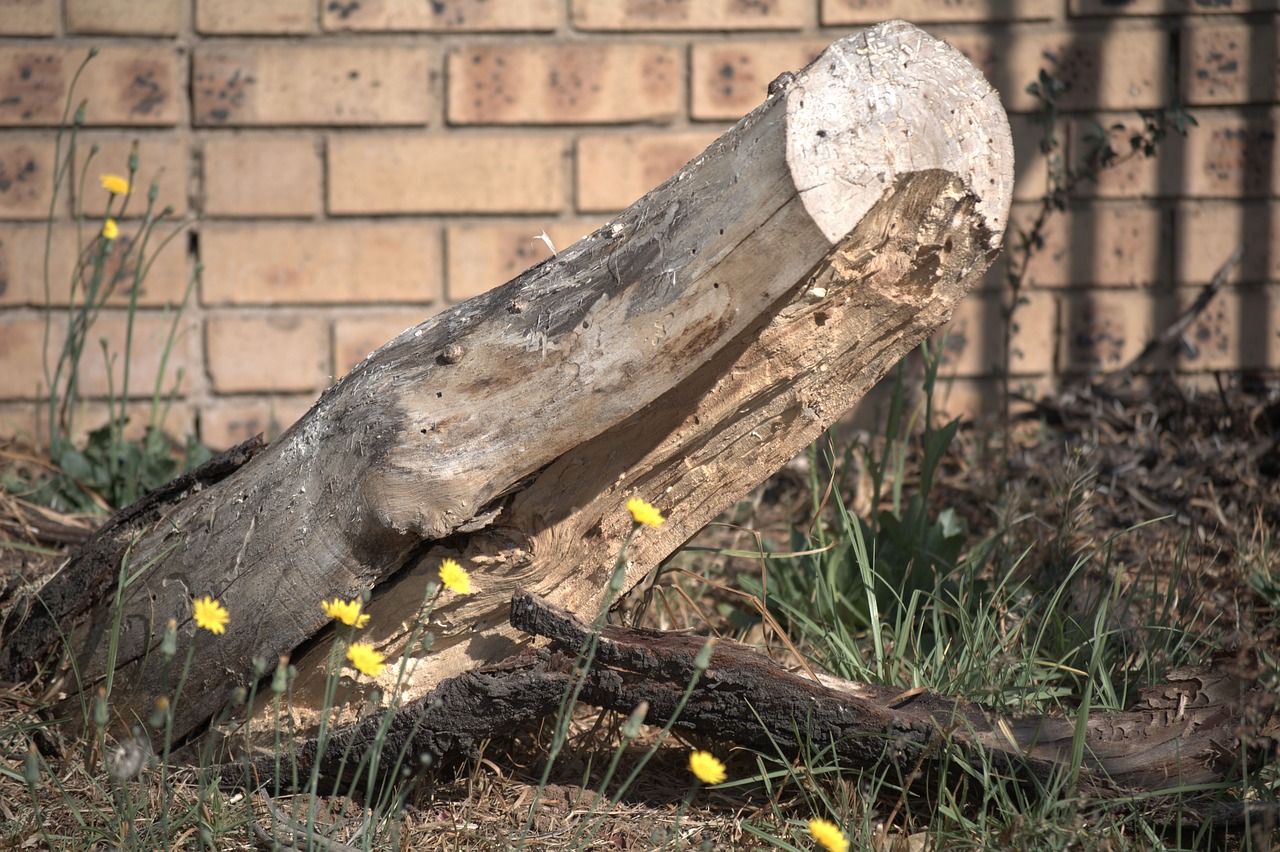 cut off branch garden wild flowers free photo