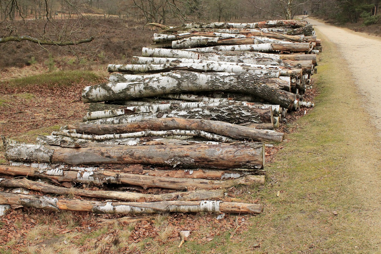 cut the logs stacked birch free photo
