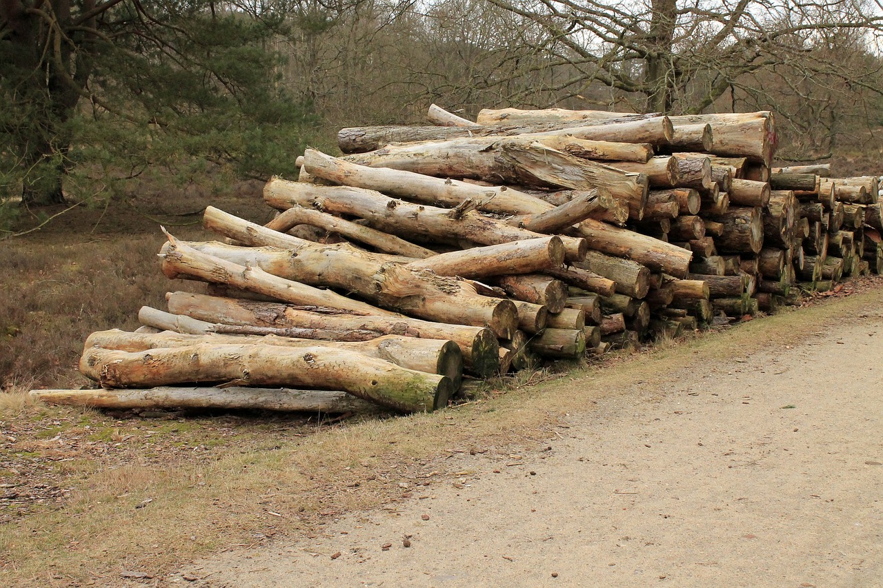 cut the logs stacked forestry work free photo
