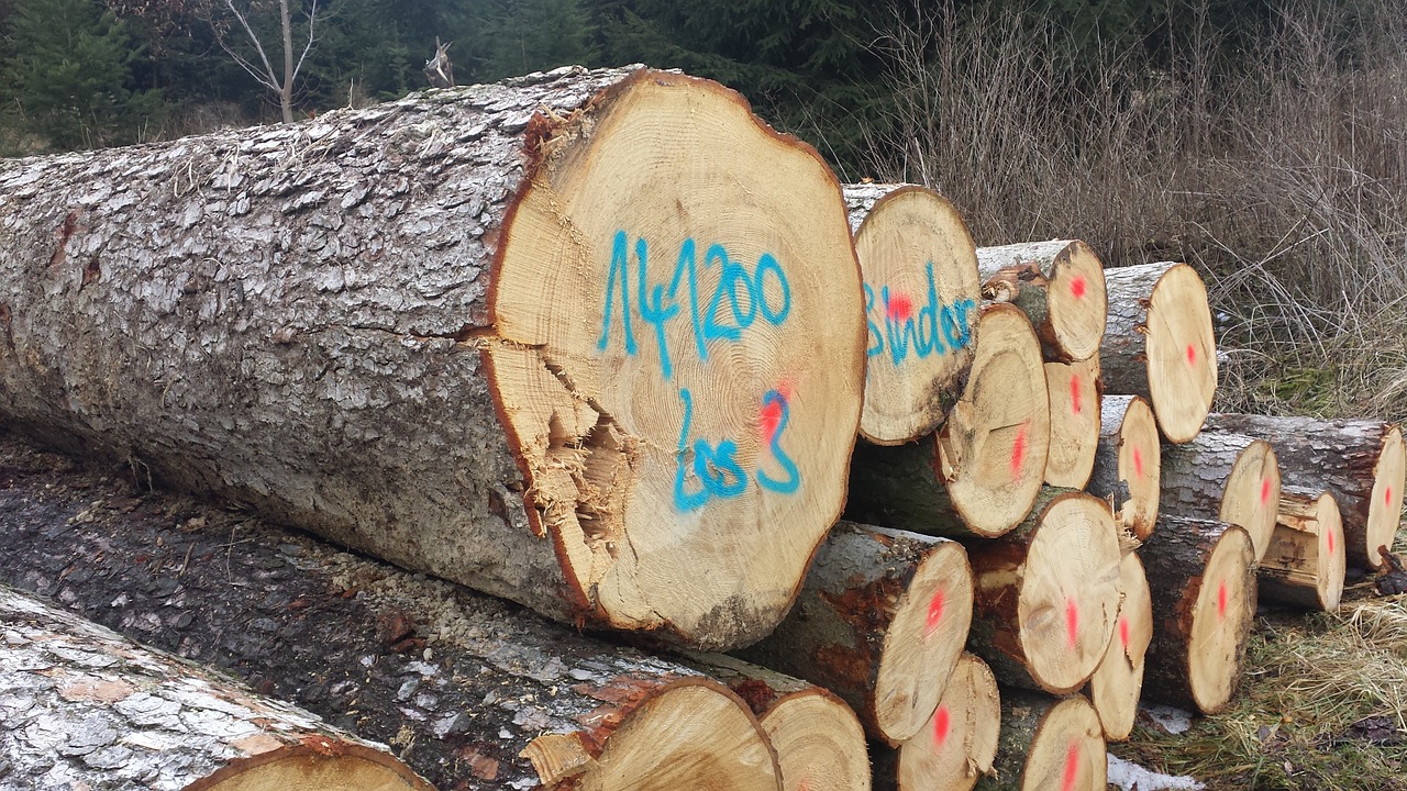 cut the logs stacked forestry work free photo