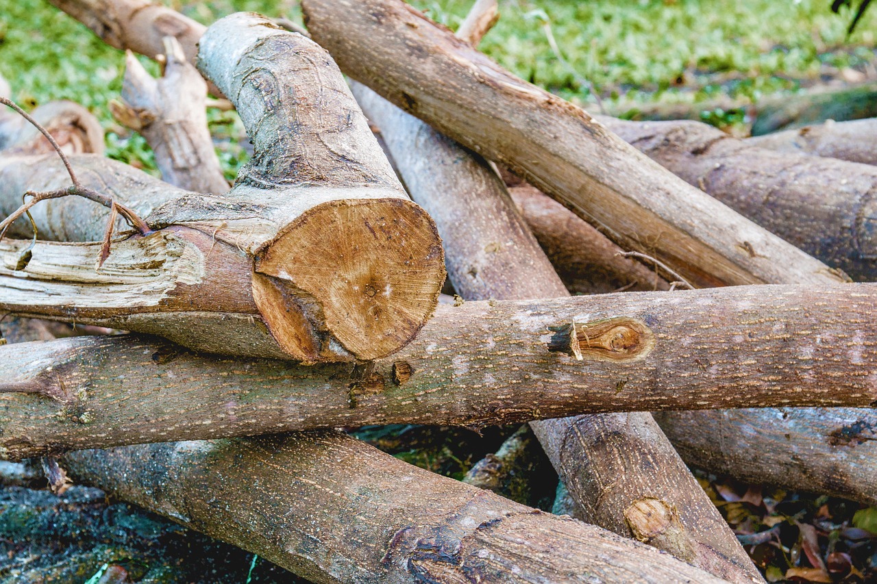 cut the wood a pile of wood firewood free photo