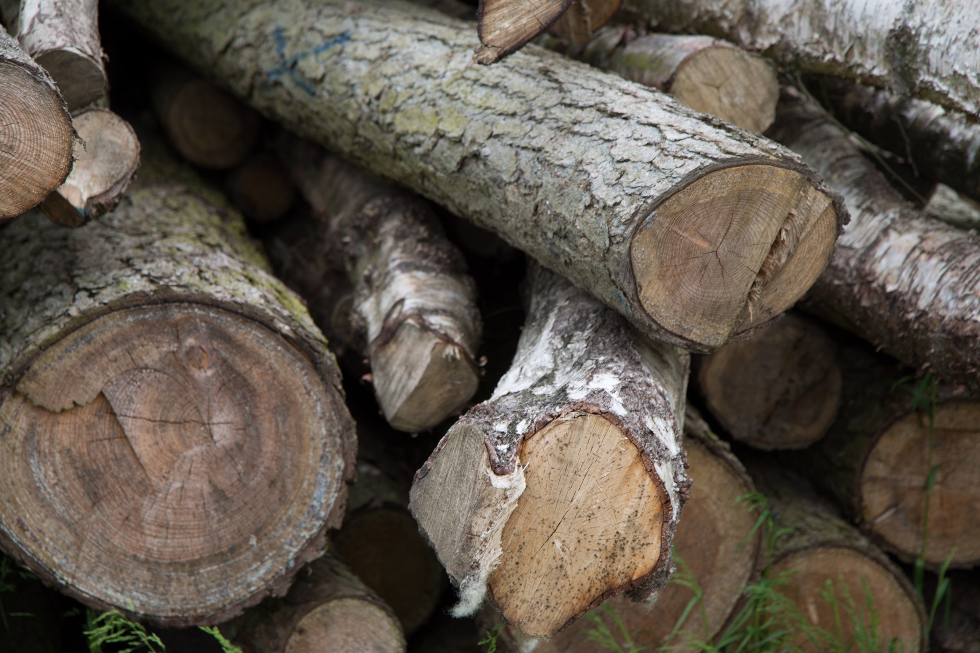 log logging tree free photo