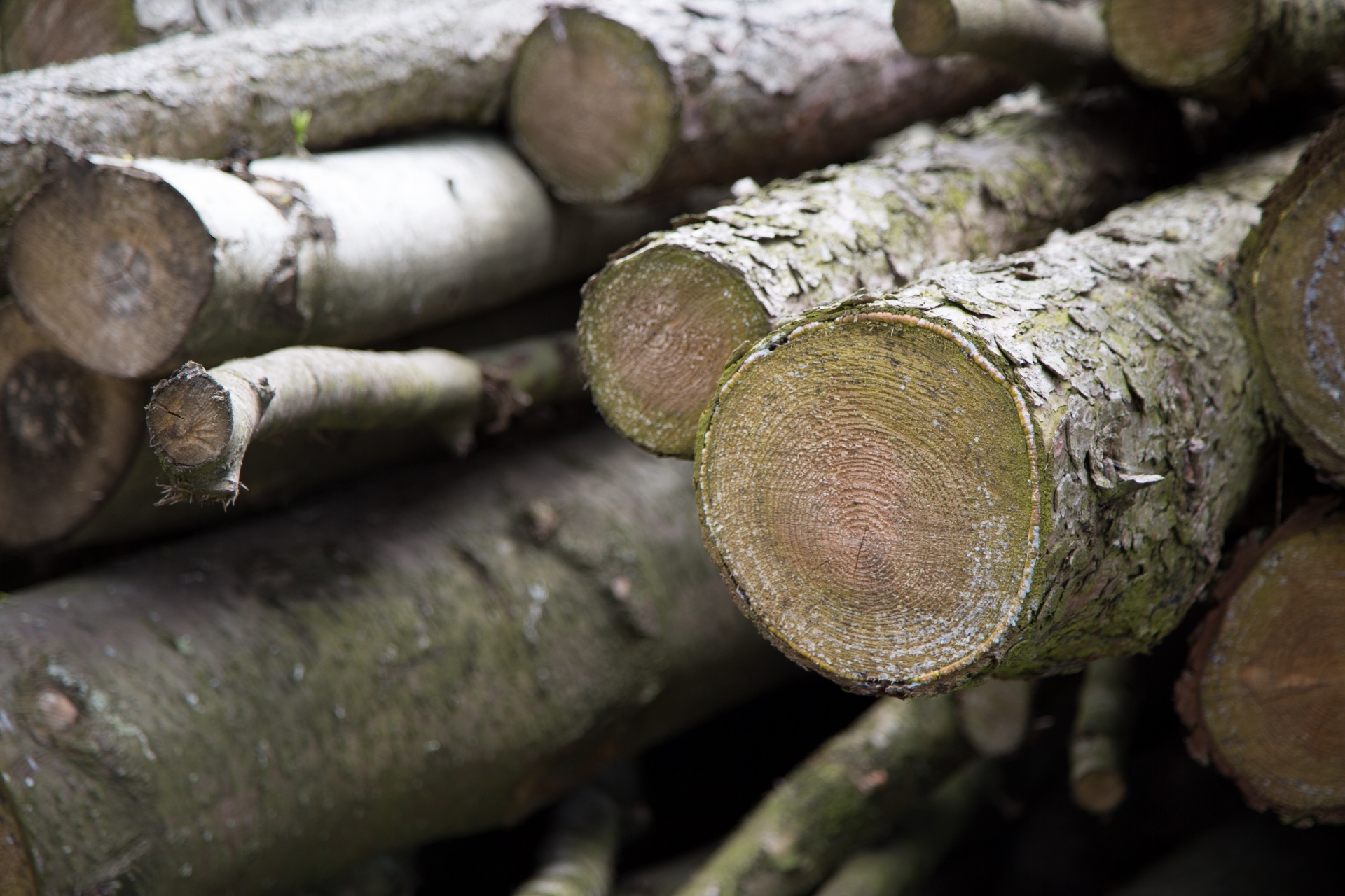 log logging tree free photo