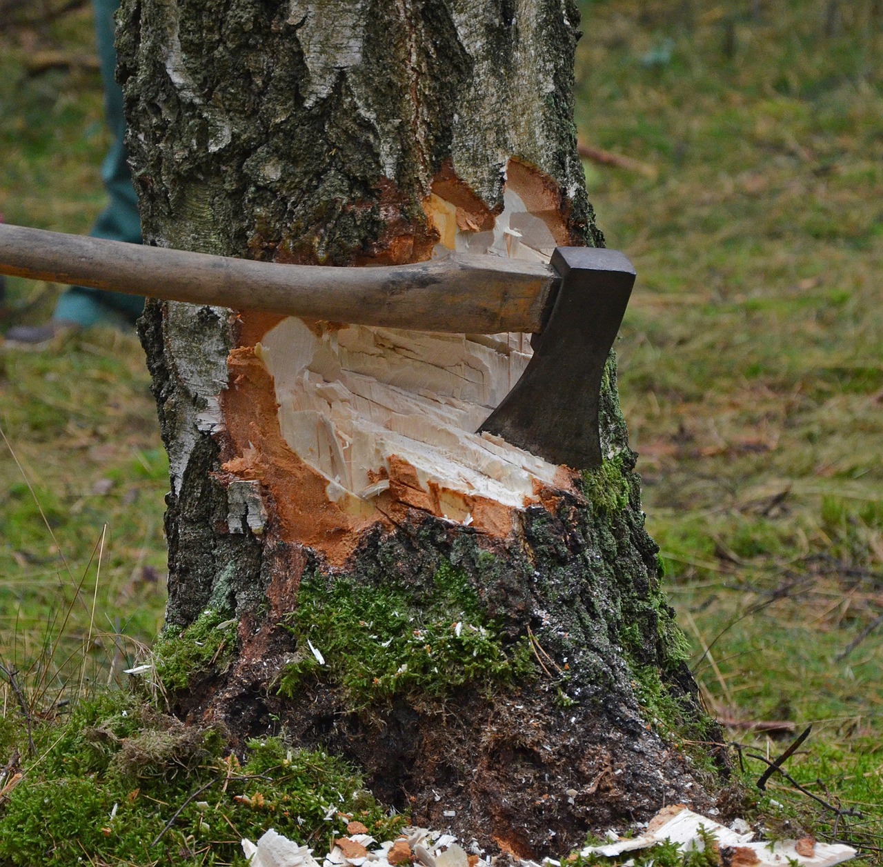 cut tree axe wood free photo