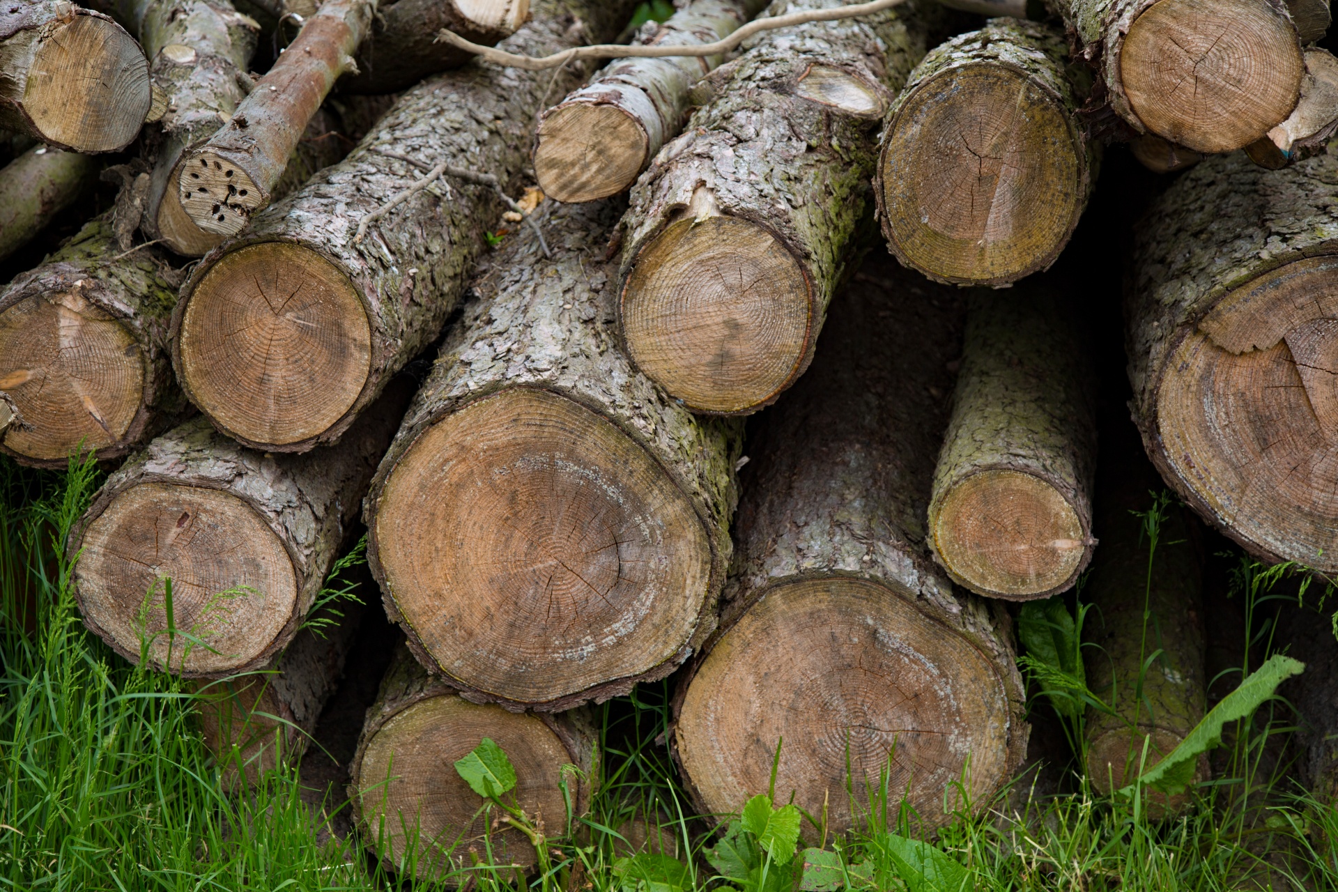 log logging tree free photo