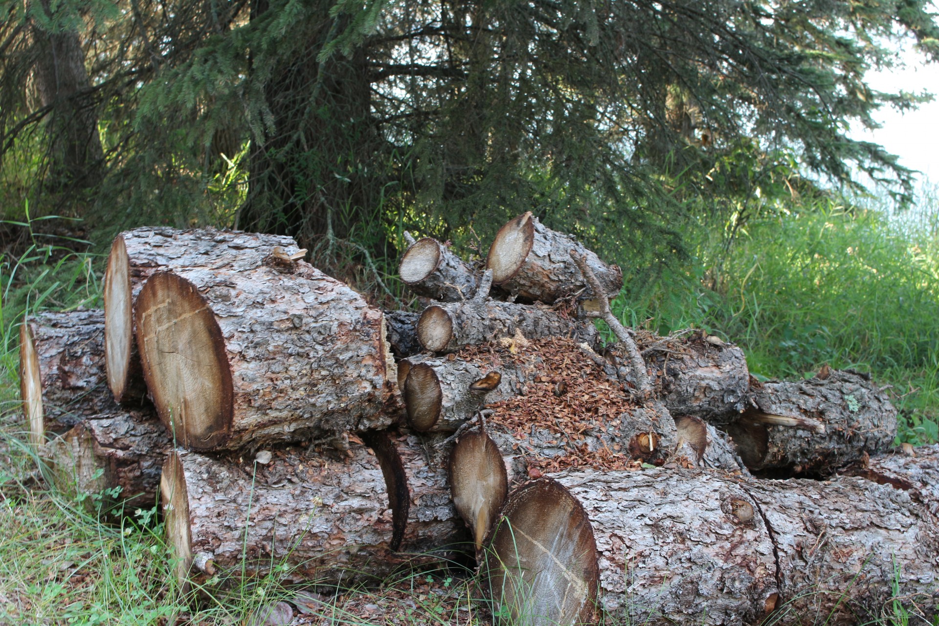 cut wooden logs free photo