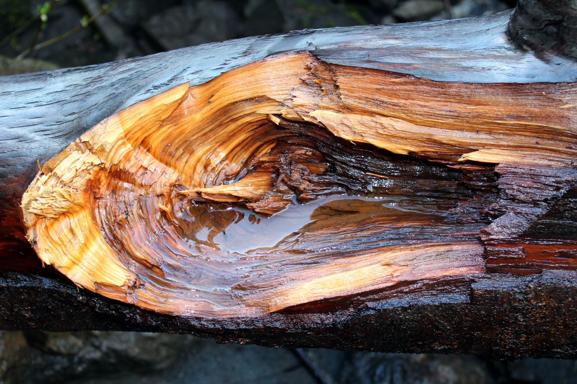 log driftwood drift free photo