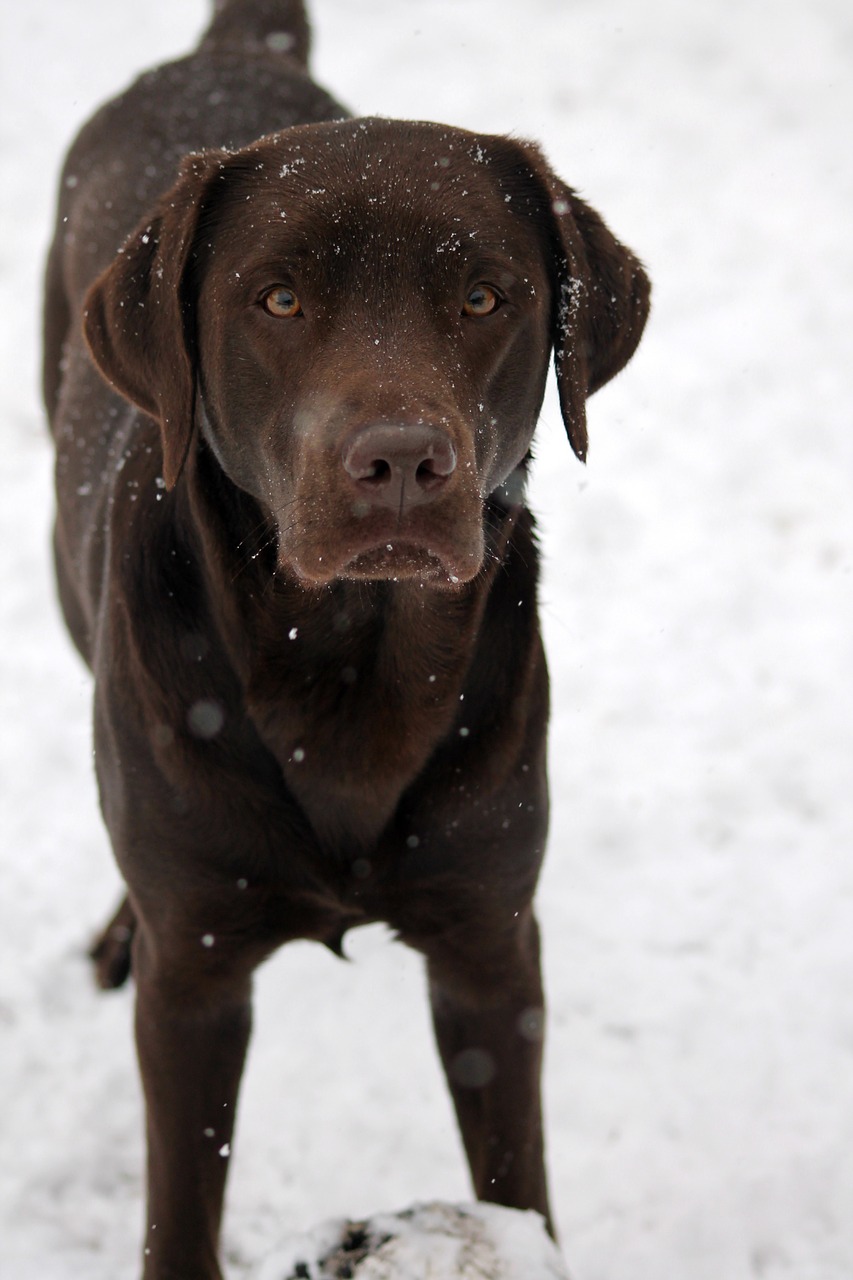 cute labrador labrador retriever free photo