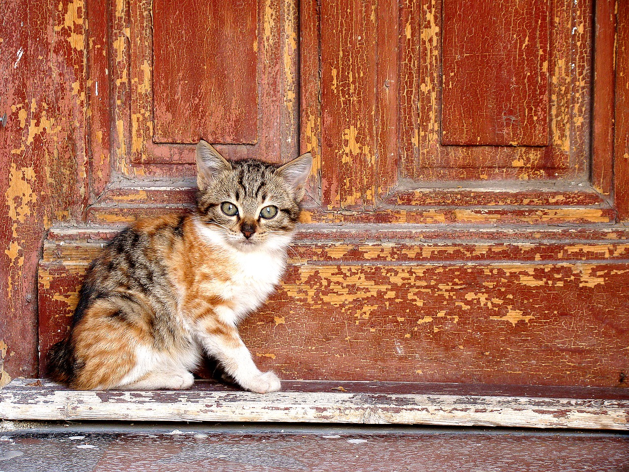 cat cute door free photo