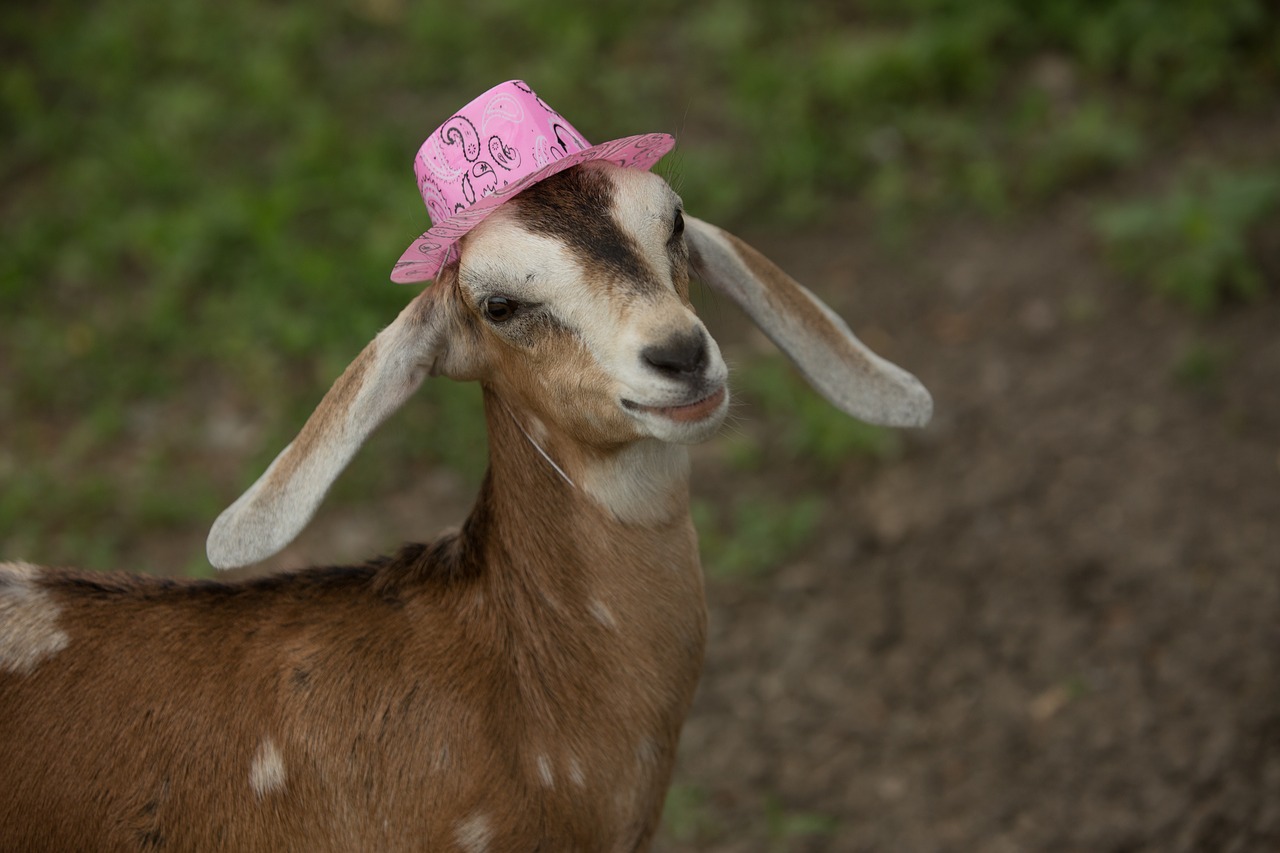 cute pink goat free photo