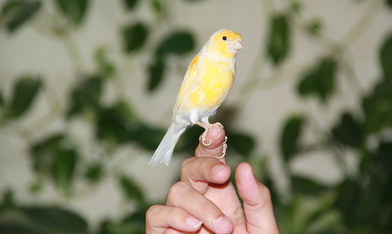 cute yellow bird free photo