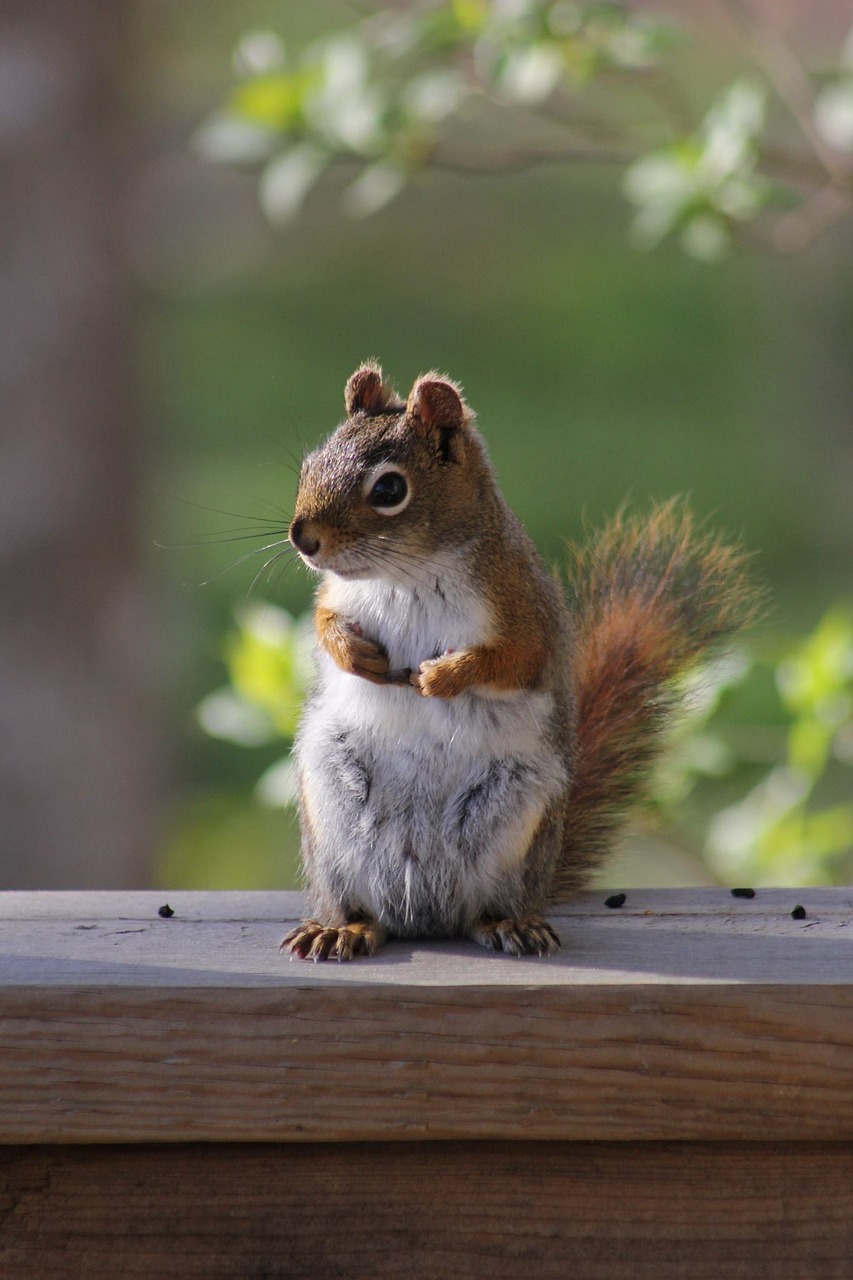 cute mammal squirrel free photo