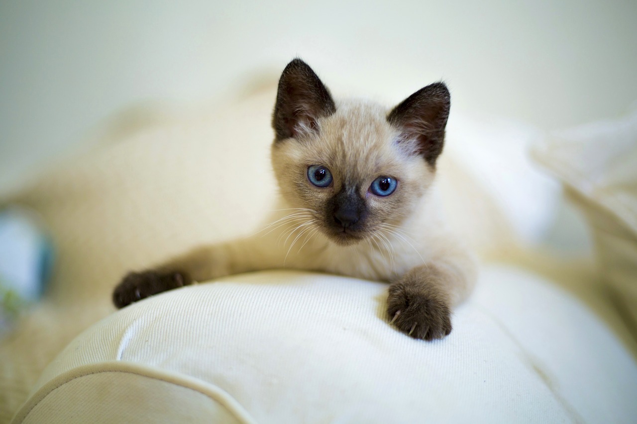 cute cat pet free photo