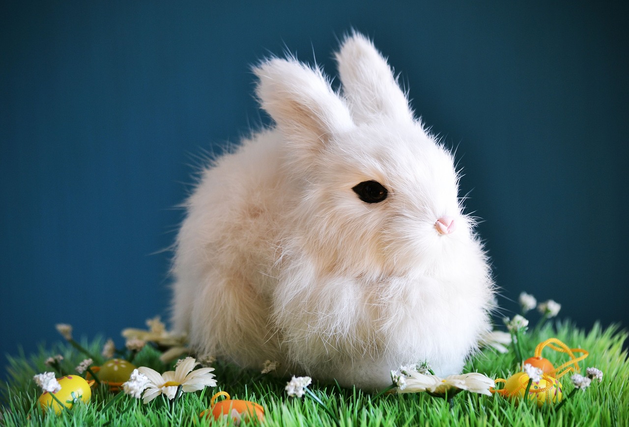 cute rabbit small free photo