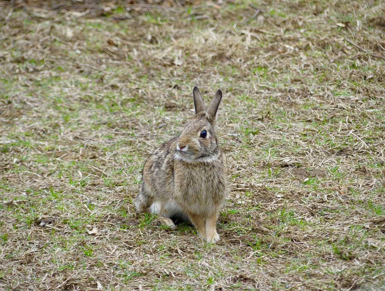 cute  grass  animal free photo