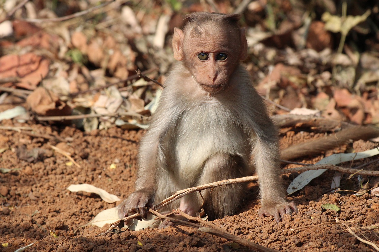 cute  monkey  kid free photo