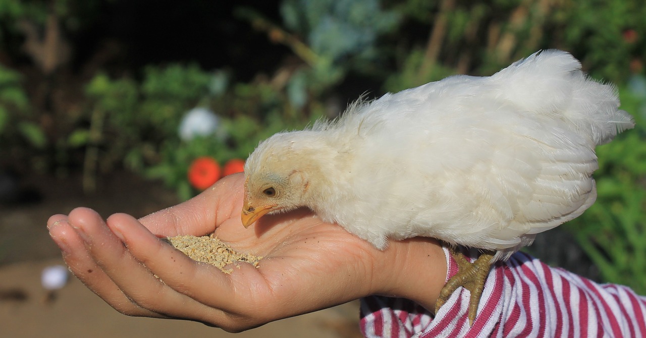 cute chicken eat free photo