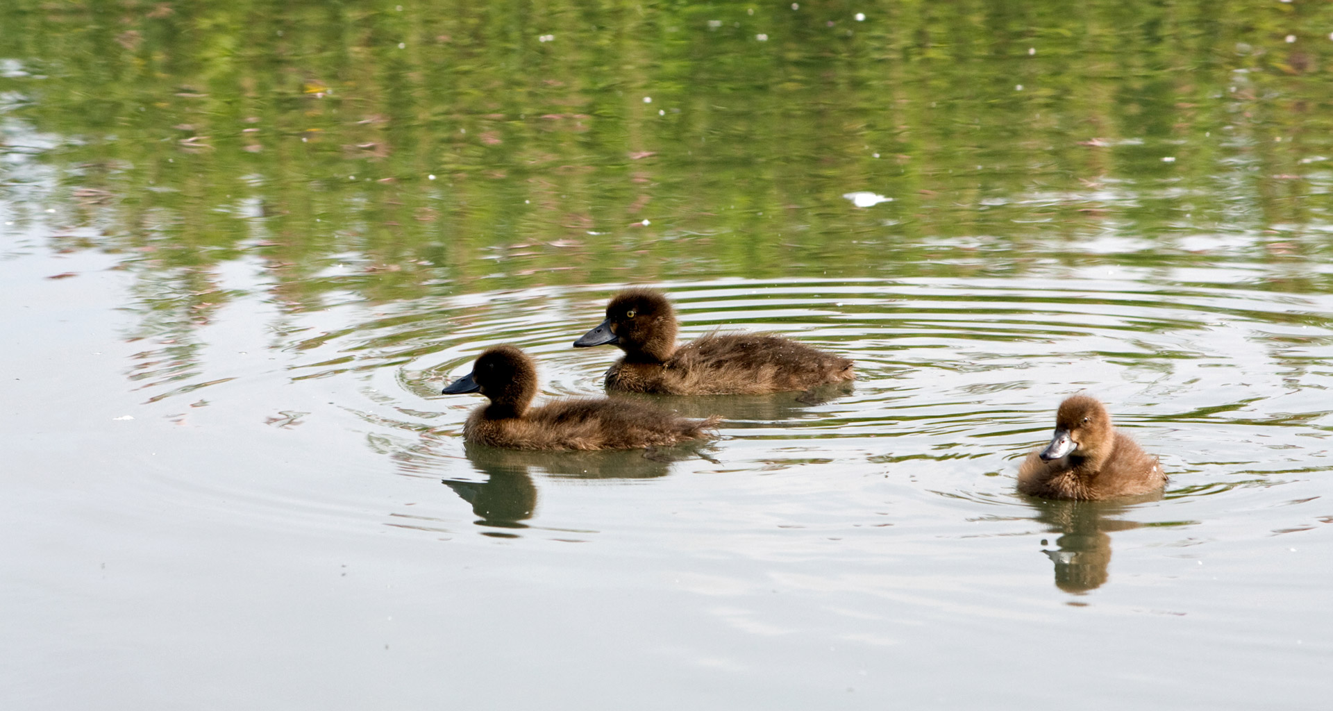 duckling ducklings young free photo