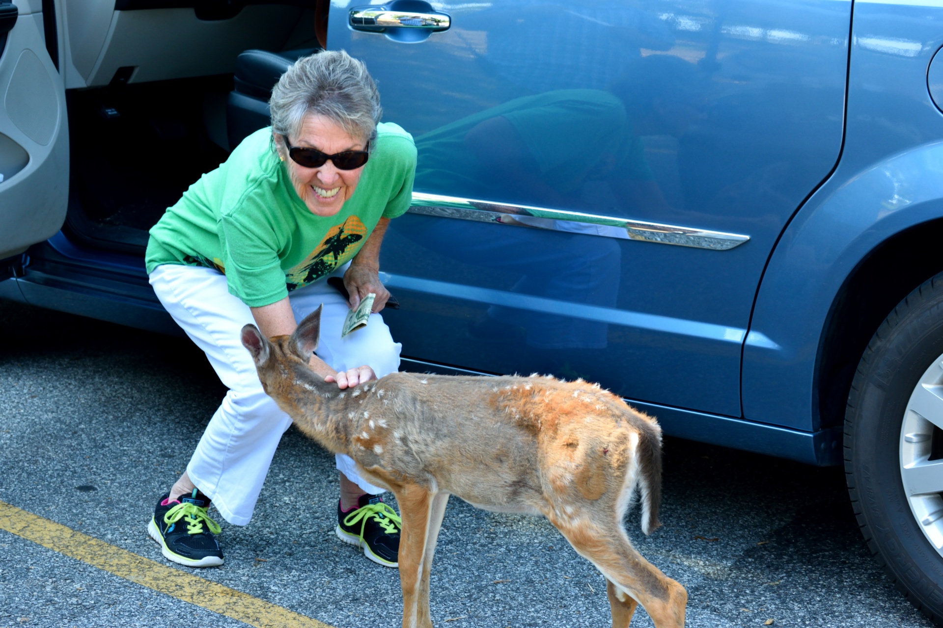 fawn deer wildlife free photo