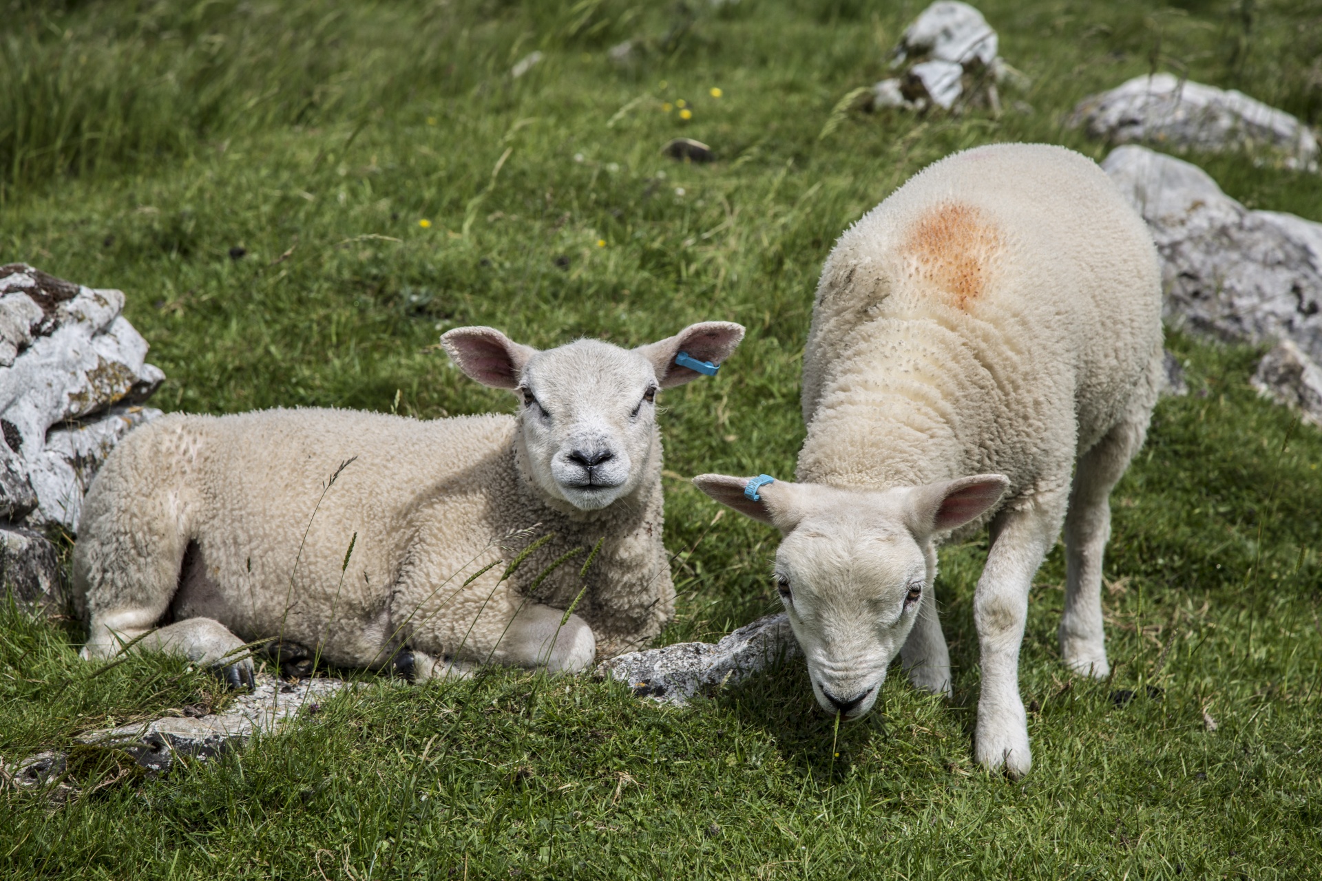 cute lamb baby free photo