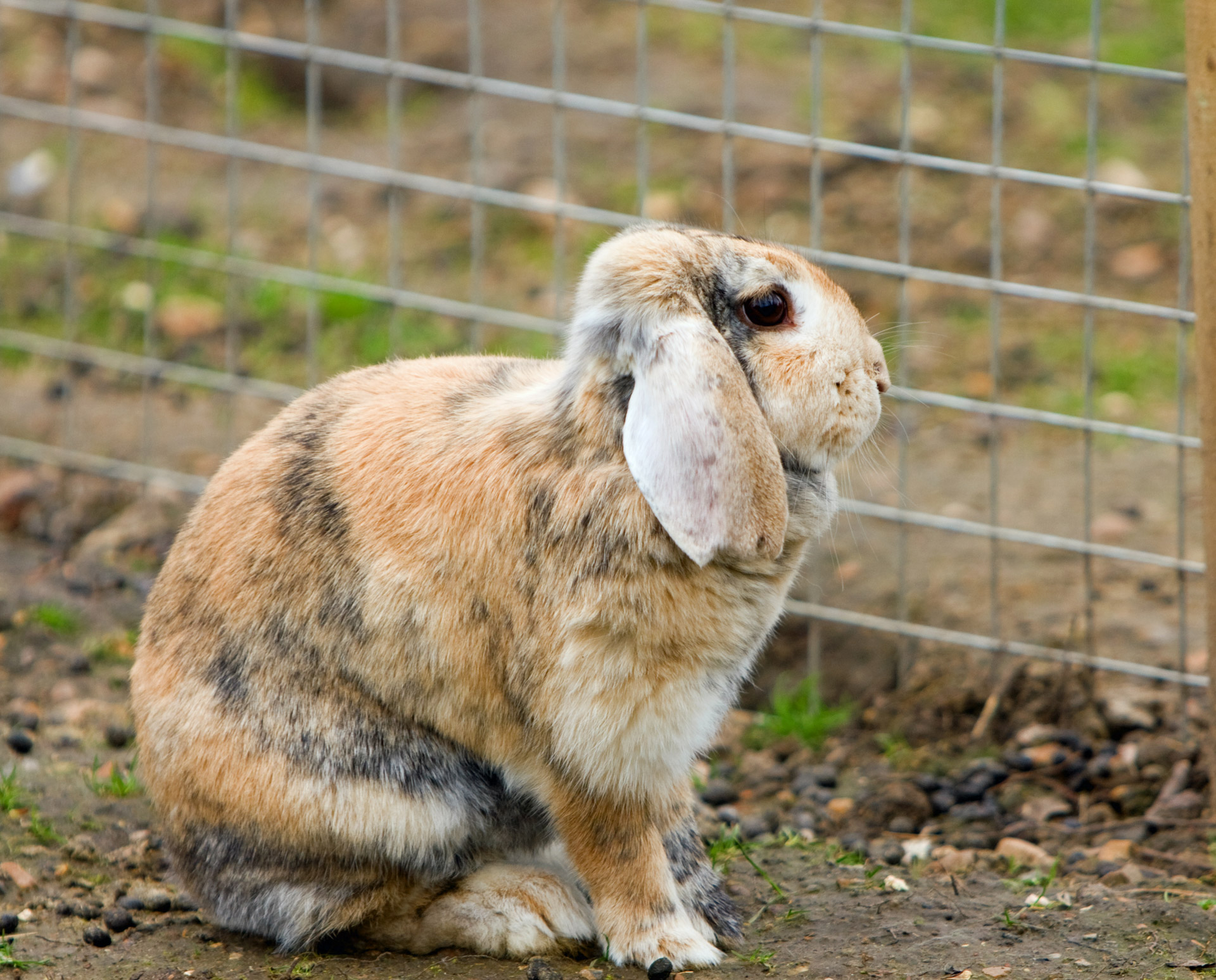 bunny rabbit pet free photo