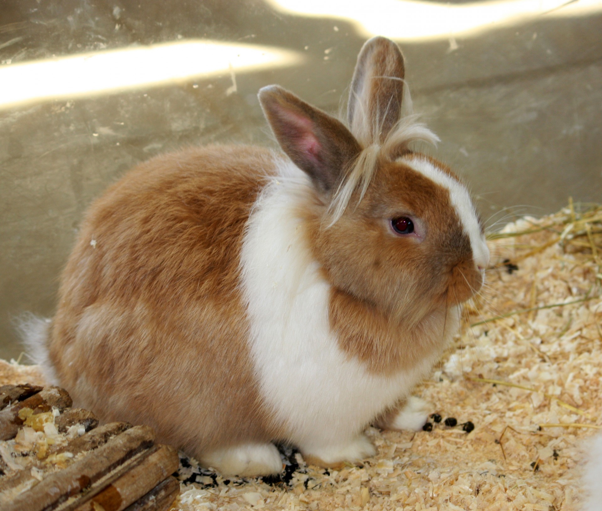 bunny rabbit cute free photo